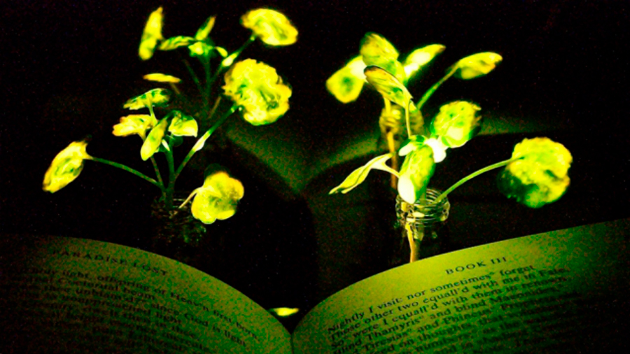 Plantas que iluminan para sustituir a las lámparas eléctricas