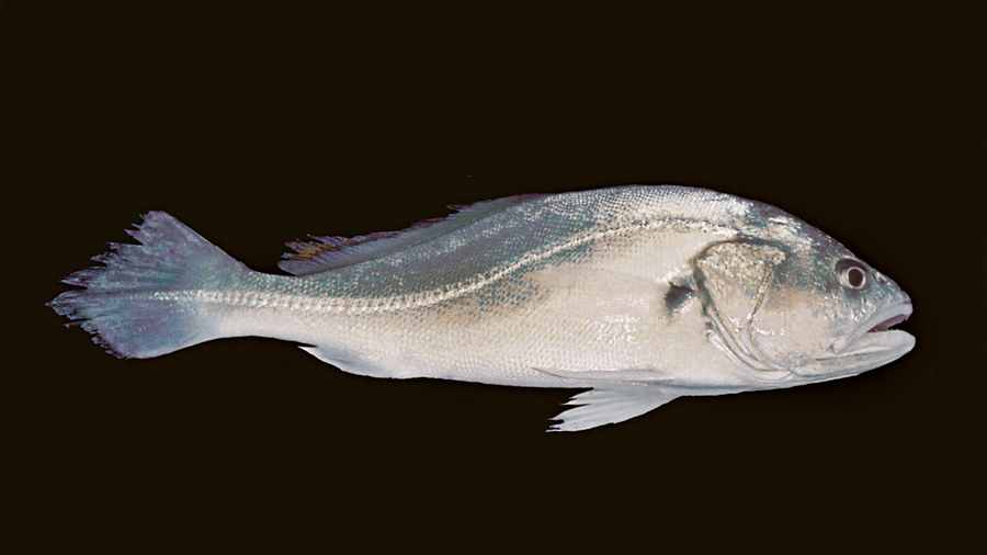 El potente sonido de un pez mexicano que puede dejar sordas a otras criaturas marinas. Escúchalo
