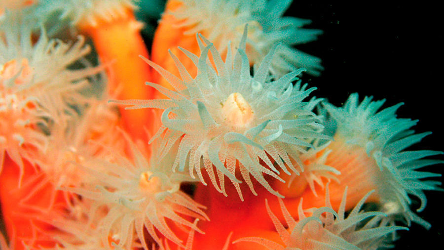 Cuatro especies de corales en peligro serán protegidas en el Mediterráneo