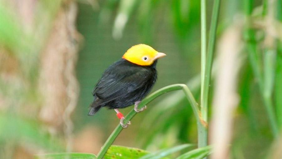Primera especie híbrida de pájaro descubierta en el Amazonas