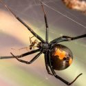 La táctica sexual de los machos araña “asaltacunas” contra el canibalismo