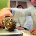 Científicos crean la primera piel con vello gracias a células de roedores