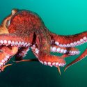 Científicos descubrieron una nueva especie de pulpo gigante escondido a simple vista