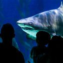Evidencia de un antepasado común ancestral de humanos y tiburones