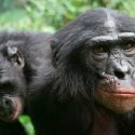Los bonobos prefieren aliados prepotentes a cooperantes