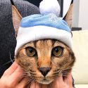 El oscuro negocio de los gatos híbridos: los mezclan con linces salvajes y los venden como mascotas exóticas