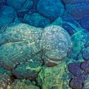 El oxígeno no fue necesario para el origen de los animales, confirma un estudio