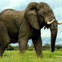 Caca de elefante, dildos para tortugas y otras investigaciones locas de 2017