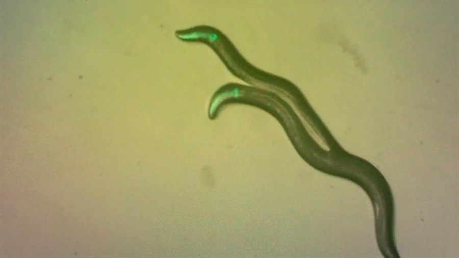 Un gusano renunció a un cuarto de su genoma para autofecundarse
