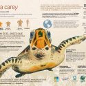 Tortuga carey