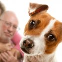 Estudios muestran que los animales también sienten celos