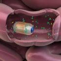 Prueban en humanos una cápsula "inteligente" que navega por el intestino para detectar enfermedades