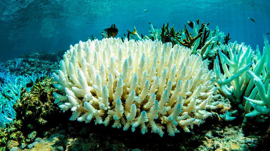 El peligroso el blanqueamiento de los corales