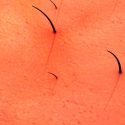 Científicos logran producir piel con pelo