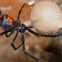 La táctica sexual de los machos araña ‘asaltacunas’ contra el canibalismo