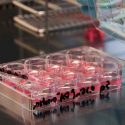 Crean el primer músculo humano funcional a partir de células madre