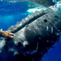 El increíble momento en que una ballena jorobada "protege" a una buceadora de un tiburón