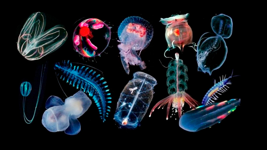 El tamaño del plancton, clave para su dispersión