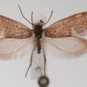 Las mariposas estaban en el mundo antes que las flores