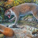 Descubren nueva especie de león marsupial del tamaño de un perro