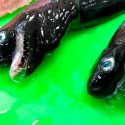 Encuentran monstruosos tiburones ‘alienígenas’ cerca de Taiwán