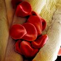 El científico que crea arte con un microscopio
