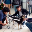 Estudiantes fabrican sillas de ruedas para perros