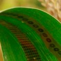 Crean un sistema de sensores de grafeno para plantas que detectan los niveles de agua