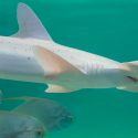 Científicos descubren a la primera especie de tiburón que come plantas