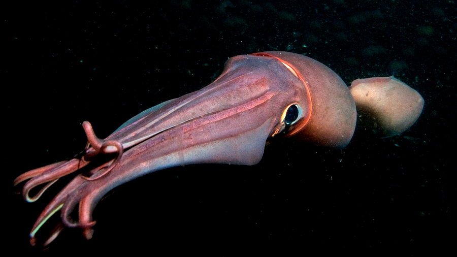 Video en 360 grados: En busca del calamar gigante a 1000 metros de profundidad en el mar