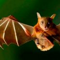 Científicos descubren cómo conocen los animales la posición de sus congéneres