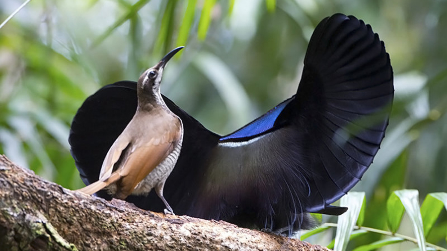 Descubren plumaje de ave que absorbe el 99% de la luz