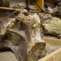 Científicos rusos descubren en Siberia una nueva especie de titanosaurio