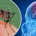 Médicos brasileños proponen al virus del Zika para el tratamiento del cáncer cerebral