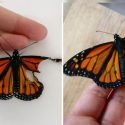 La mujer que hizo un trasplante de alas a una mariposa herida
