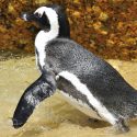 Prohibir la pesca ayuda a los pingüinos en peligro de extinción