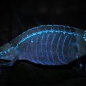 Los huesos fluorescentes de los camaleones brillan a través de su piel