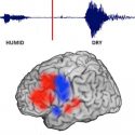 Logran seguir el movimiento de un pensamiento a través del cerebro (y explica por qué hablamos antes de pensar)
