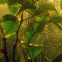 Las plantas también controlan su respuesta inmune con un termostato