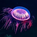 Descubrieron una extraña especie de medusa en las costas de México