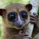 ¿El lémur más tierno del mundo? Nueva especie es hallada en Madagascar