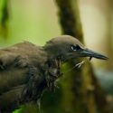 Un árbol que asesina aves en los océanos Índico y Pacífico intriga a los científicos