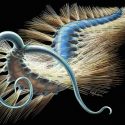 Un gusano de 508 millones de años esclarece un enigma evolutivo