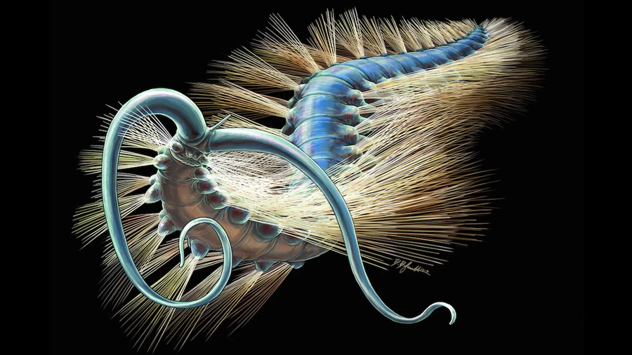 Un gusano de 508 millones de años esclarece un enigma evolutivo