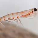 Aceite de krill: 3 beneficios para la salud que la ciencia respalda