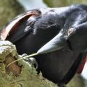 Las únicas aves que fabrican herramientas con forma de gancho y así alcanzan a sus presas 10 veces más rápido