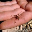 Descubren nueva especie de araña violinista en México