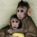 Conoce a Zhong Zhong y Hua Hua, primeros monos clonados como Dolly