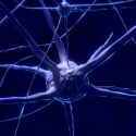 Los nanotubos de carbono pueden restaurar conexiones neuronales