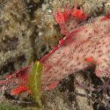 Descubren un grupo de peces ‘caminantes’ en Australia